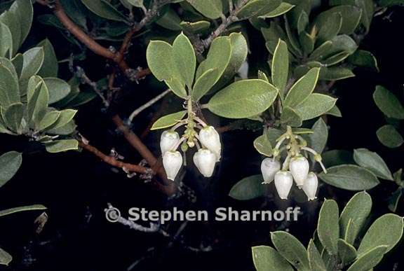 arctostaphylos nevadensis 1 graphic